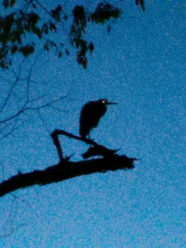 2013-10-25_06-46-31_419.jpg image